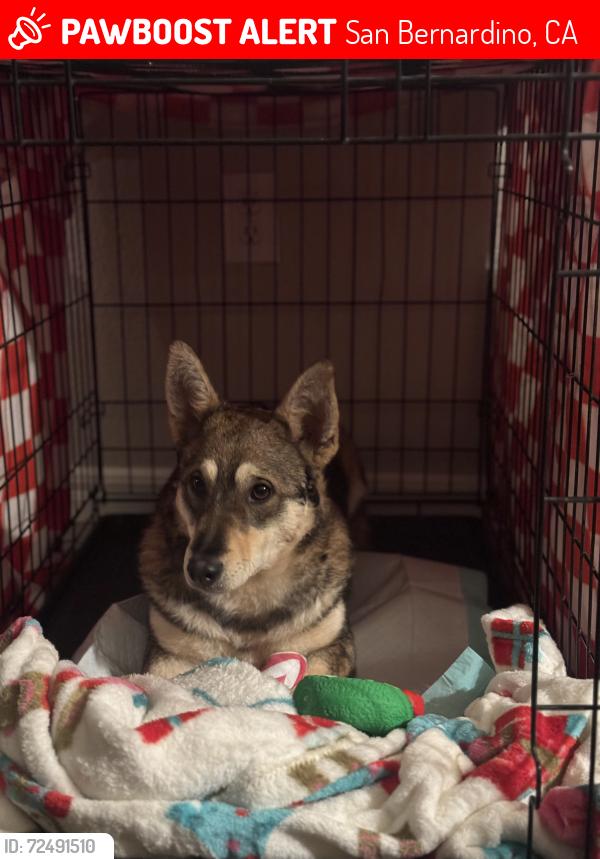 Lost Female Dog last seen West 10th street and North G Street, San Bernardino, CA 92405