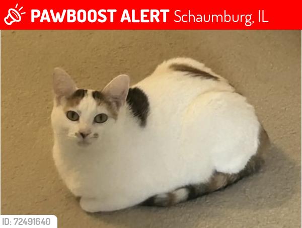Lost Female Cat last seen All over the quanset roads, near the Schaumburg police department aswell., Schaumburg, IL 60194