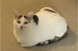 Lost Female Cat last seen All over the quanset roads, near the Schaumburg police department aswell., Schaumburg, IL 60194