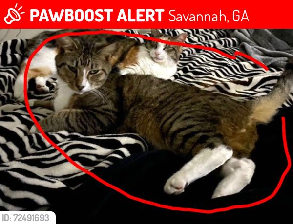 Lost Male Cat last seen Near , Savannah, GA 31401
