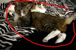 Lost Male Cat last seen Near , Savannah, GA 31401