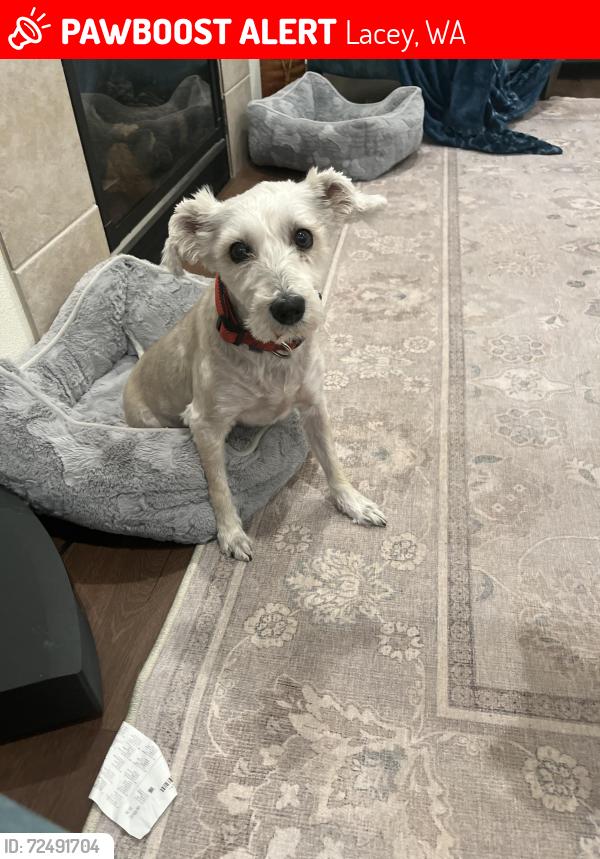 Lost Female Dog last seen 41st and Vashon , Lacey, WA 98516