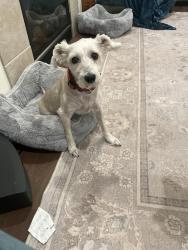 Lost Female Dog last seen 41st and Vashon , Lacey, WA 98516