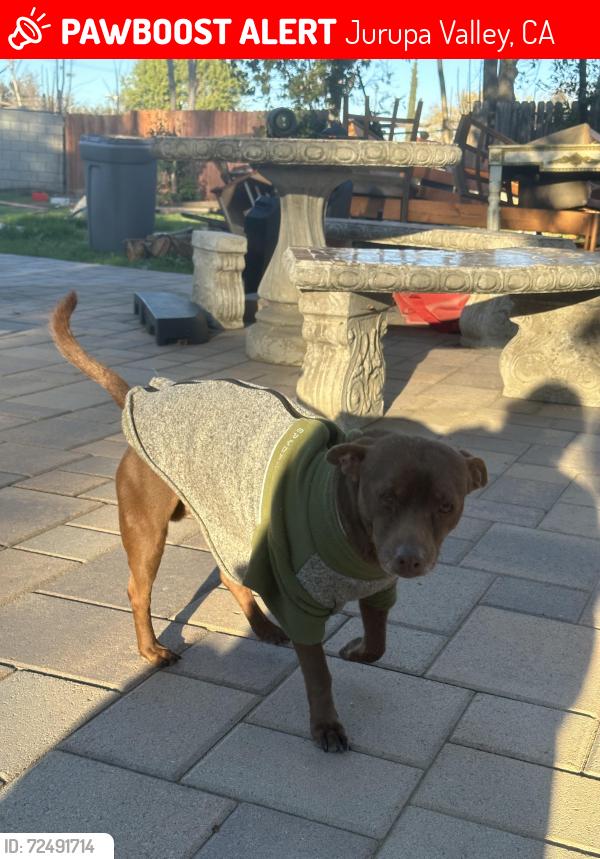 Lost Male Dog last seen Jurupa rd , etiwanda , Jurupa Valley, CA 91752