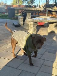 Lost Male Dog last seen Jurupa rd , etiwanda , Jurupa Valley, CA 91752