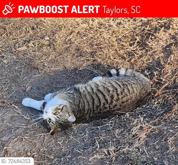 Lost Male Cat last seen Edwards Road and Pinnacle Drive/Everest St. , Taylors, SC 29687