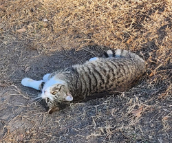 Lost Male Cat last seen Edwards Road and Pinnacle Drive/Everest St. , Taylors, SC 29687