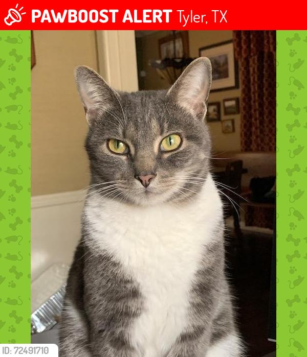 Lost Male Cat last seen Just South of Cameron Ave. & Amherst Intersection, Tyler, TX 75701