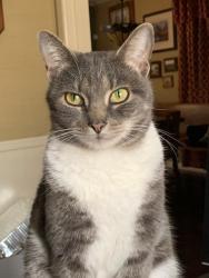 Lost Male Cat last seen Just South of Cameron Ave. & Amherst Intersection, Tyler, TX 75701