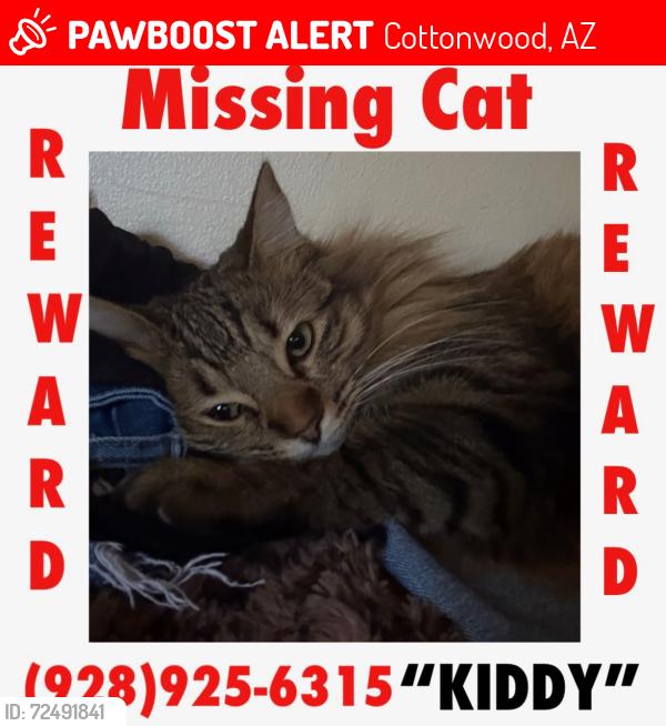 Lost Female Cat last seen Near E Apache St by the water church , Cottonwood, AZ 86326
