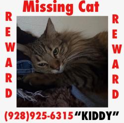 Lost Female Cat last seen Near E Apache St by the water church , Cottonwood, AZ 86326