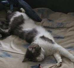 Lost Male Cat last seen Maple, Hatfield, PA 19440