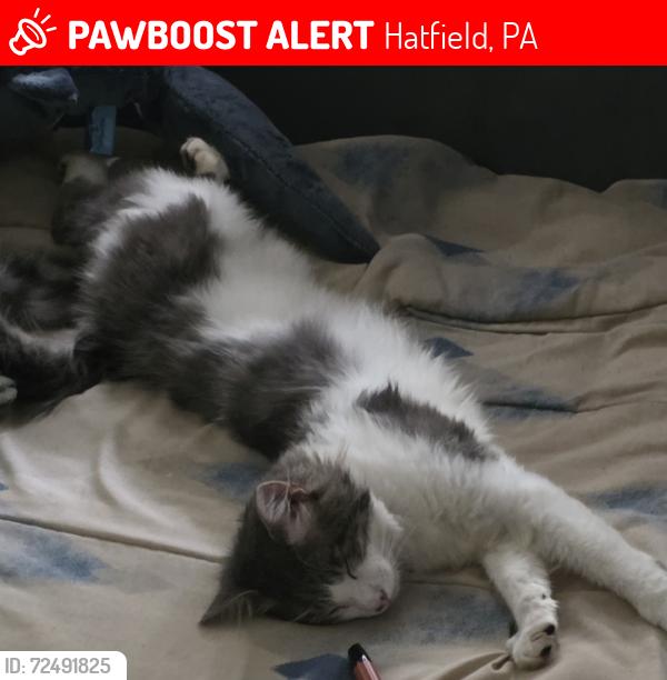 Lost Male Cat last seen Maple, Hatfield, PA 19440