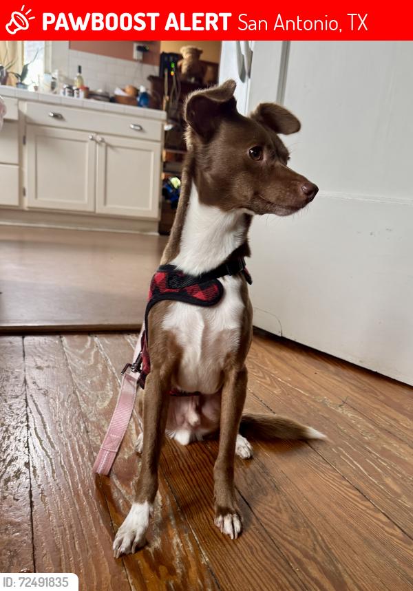 Lost Male Dog last seen Florida Street b/w Boerne and Labor Streets, San Antonio, TX 78210