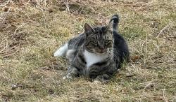 Found/Stray Male Cat last seen Airpark to south and Bear Creak to north, Bend, OR 97702