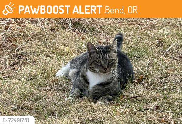 Found/Stray Male Cat last seen Airpark to south and Bear Creak to north, Bend, OR 97702