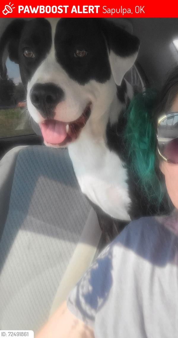 Lost Male Dog last seen Near w 91st South , Sapulpa, OK 74066