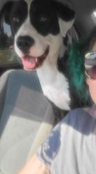 Lost Male Dog last seen Near w 91st South , Sapulpa, OK 74066