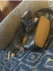 Lost Male Cat last seen Second brick  from the corner of Holmes and , Laurens, SC 29360
