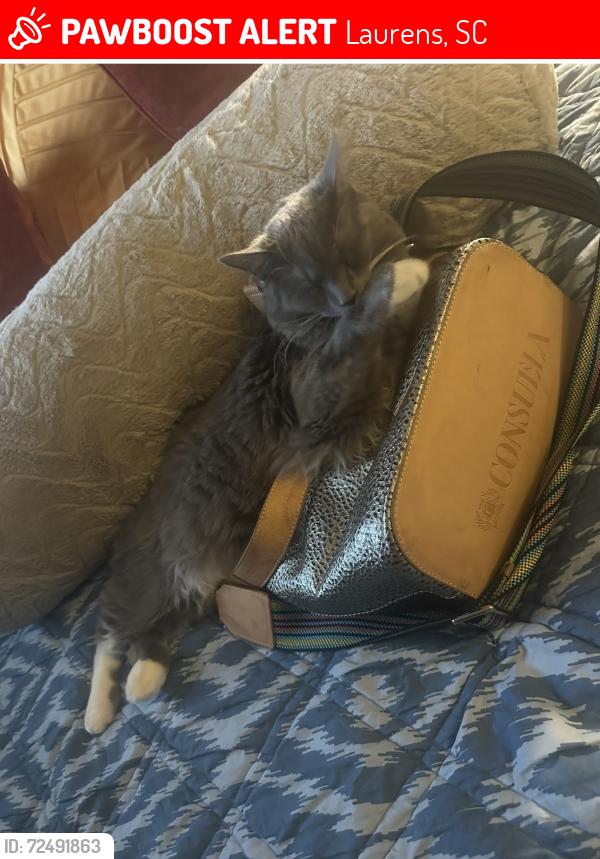 Lost Male Cat last seen Second brick  from the corner of Holmes and , Laurens, SC 29360