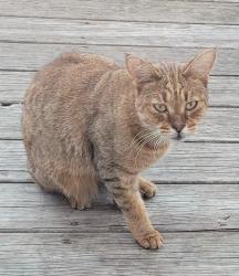 Lost Male Cat last seen Near Patterson ave, Staten Island .NY.10306, Статен-Айленд, NY 10306