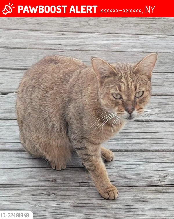 Lost Male Cat last seen Near Patterson ave, Staten Island .NY.10306, Статен-Айленд, NY 10306