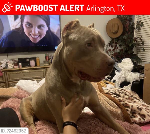 Lost Male Dog last seen debbie ln, Arlington, TX 76002