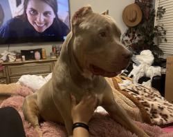 Lost Male Dog last seen debbie ln, Arlington, TX 76002