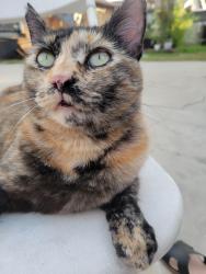 Lost Female Cat last seen Ward st & 5th st, San Bernardino, CA 92410