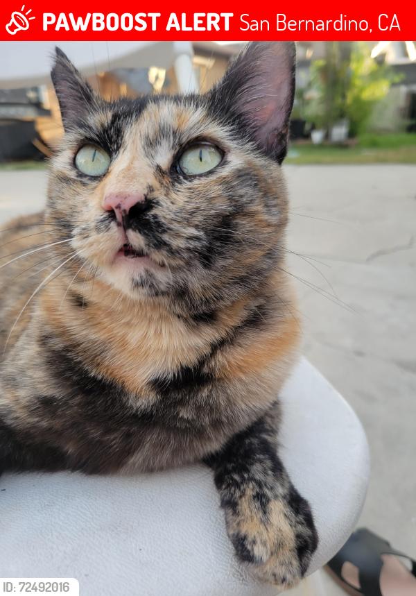 Lost Female Cat last seen Ward st & 5th st, San Bernardino, CA 92410