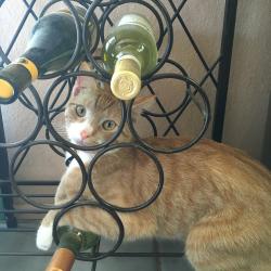 Lost Male Cat last seen Del Amo and Arena, Ramona, CA 92065