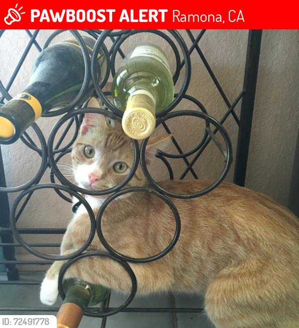 Lost Male Cat last seen Del Amo and Arena, Ramona, CA 92065