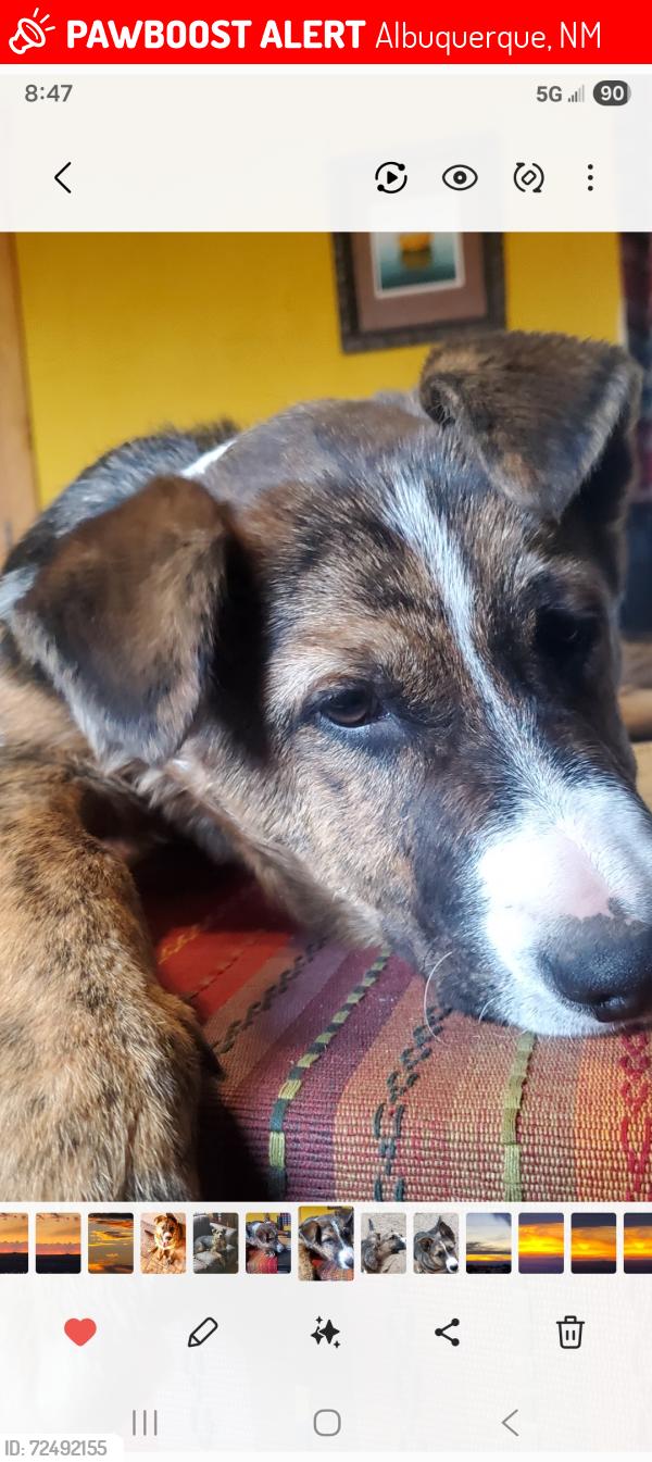 Lost Male Dog last seen Edith Blvd N.E  & El Pueblo N.E , Albuquerque, NM 87113