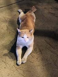 Found/Stray Male Cat last seen 6th street, Fullerton , Corona, CA 92879