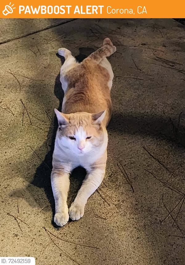 Found/Stray Male Cat last seen 6th street, Fullerton , Corona, CA 92879