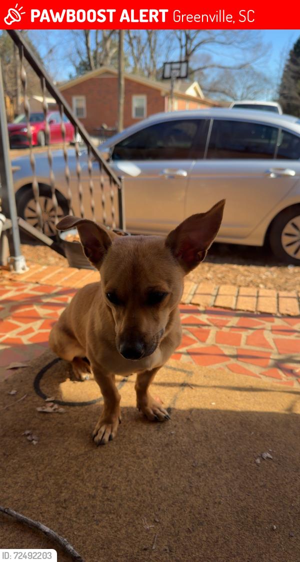 Lost Male Dog last seen Tindal, Greenville, SC 29617