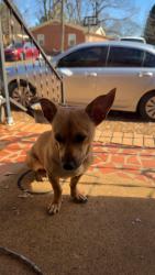 Lost Male Dog last seen Tindal, Greenville, SC 29617