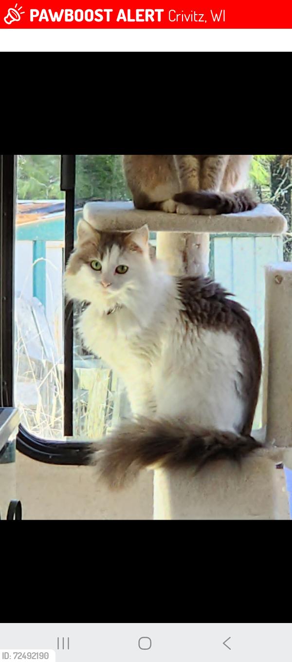 Lost Female Cat last seen Newton lake road,  Crivitz , Crivitz, WI 54114