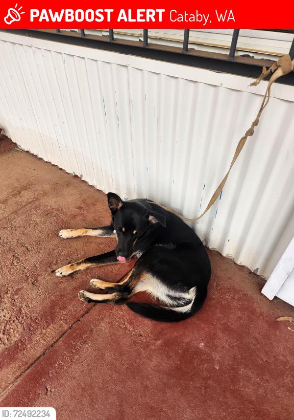 Lost Male Dog last seen Dandaragan roaf, Cataby, WA 6507