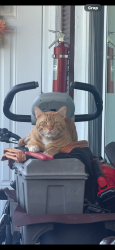 Lost Male Cat last seen Sunrise, Sunrise, FL 33322