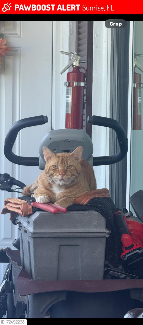 Lost Male Cat last seen Sunrise, Sunrise, FL 33322