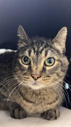 Lost Male Cat last seen Ruhland and Rindge, Redondo Beach, CA 90278