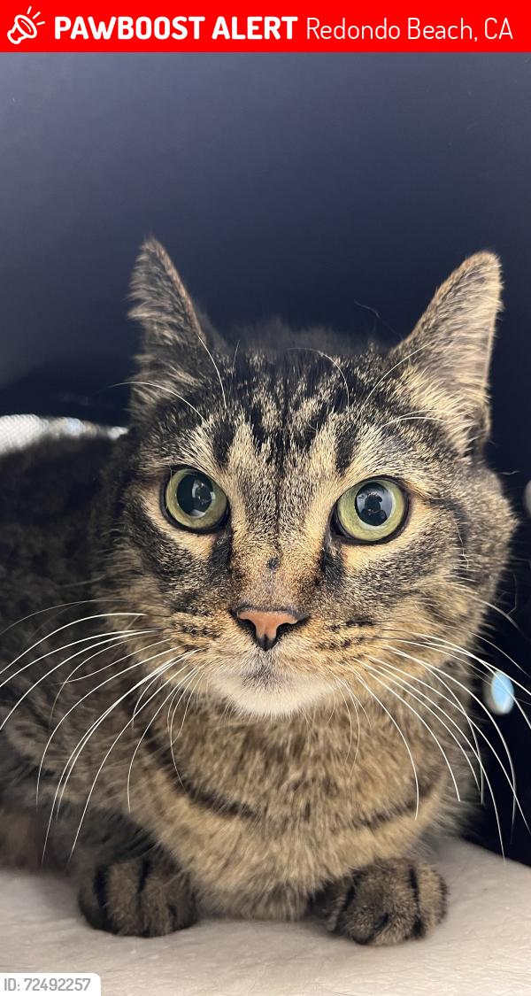 Lost Male Cat last seen Ruhland and Rindge, Redondo Beach, CA 90278