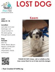 Lost Female Dog last seen 41st & Saratoga St Omaha, Omaha, NE 68111