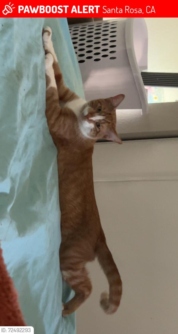 Lost Male Cat last seen Eleanor ave, Rohnert park , Rohnert Park, CA 94928