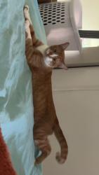 Lost Male Cat last seen Eleanor ave, Rohnert park , Rohnert Park, CA 94928