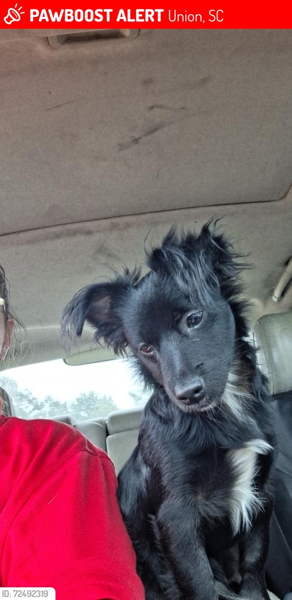 Lost Male Dog last seen N church st & Arthur Blvd , Union, SC 29379