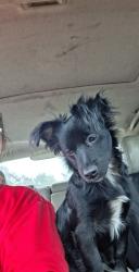 Lost Male Dog last seen N church st & Arthur Blvd , Union, SC 29379