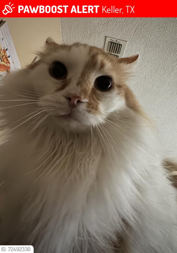 Lost Male Cat last seen North Tarrant Parkway between denton tap and rufe snow, Keller, TX 76248