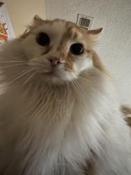 Lost Male Cat last seen North Tarrant Parkway between denton tap and rufe snow, Keller, TX 76248